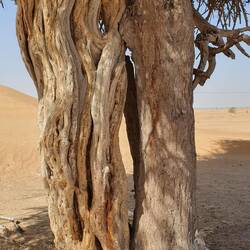 Zwei verschiedene Bäume