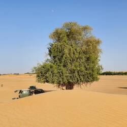 Unter einem(!) Baum?