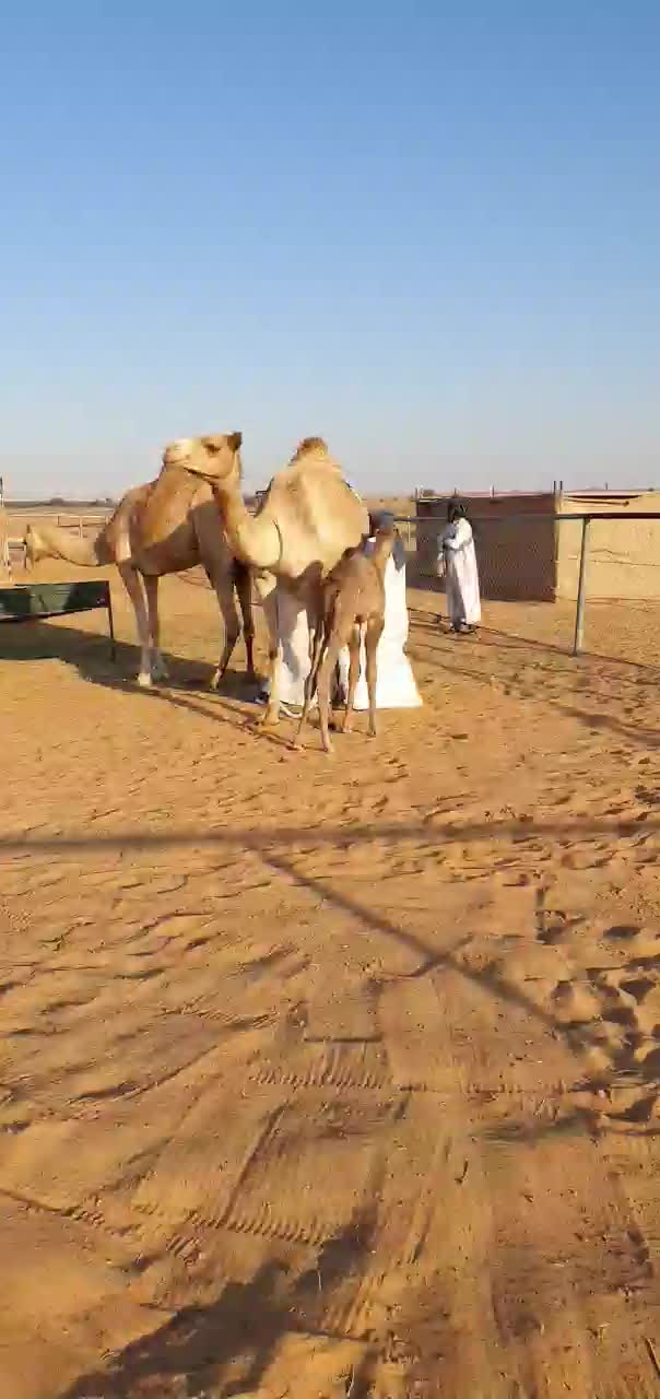 Sie lassen sich nur melken, wenn das Jungtier in der Nähe seiner Mutter verweilt.