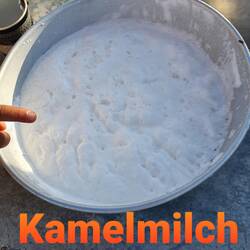Schmeckt ! Kamelmilch hält bei Diabetis II den Blutkuckerspiegel niedrig.