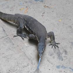 Water monitor