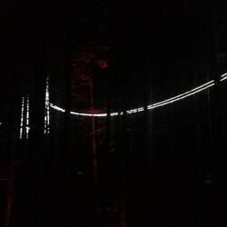 Red Wood Treewalk by night