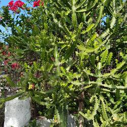 Cactus