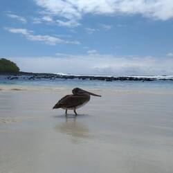 Pelikan an 'Tortuga Bay'