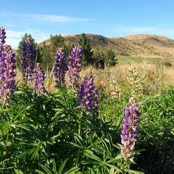 Derniers lupins