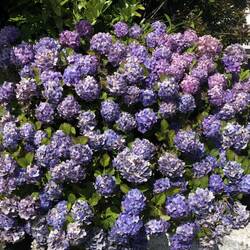 Beautiful rhododendrons to distract you during the climb