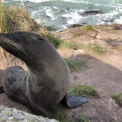 A mother seal with her pup (bottom left)