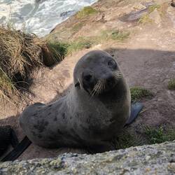 Doeful seal eyes - how sweet