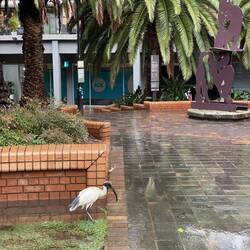 Ein weißer Ibis vor dem Hostel