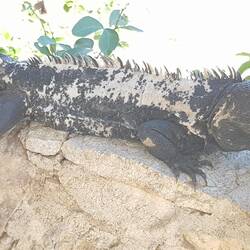Iguana wollte noch gratulieren. Marlies hats erkannt.