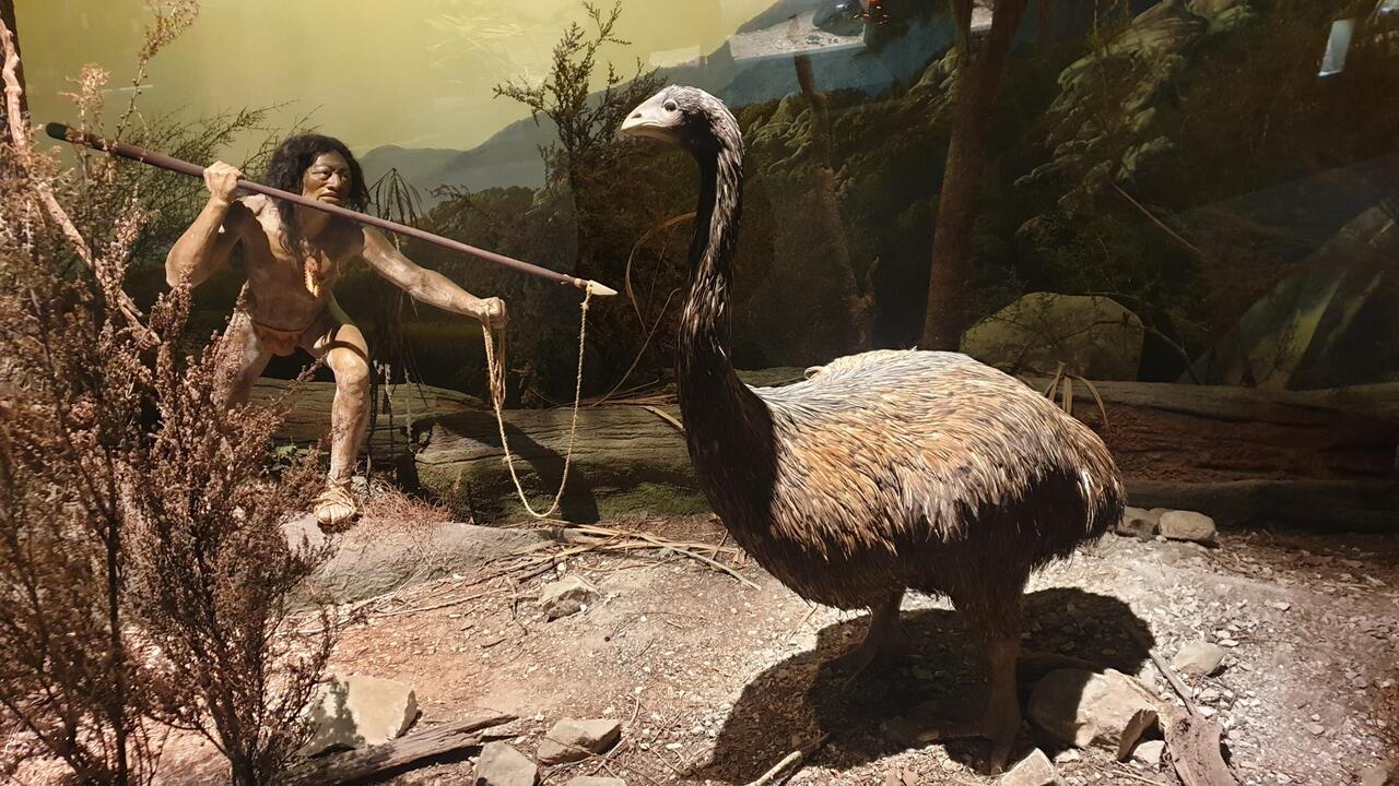 Chasse au Moa, exterminé il y a seulement 800ans