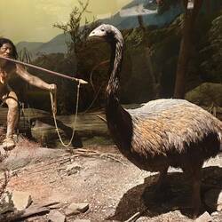 Chasse au Moa, exterminé il y a seulement 800ans