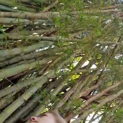 Spaziergang durch den Bambuswald