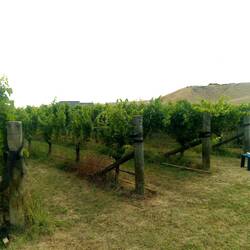Oak Estate Winery