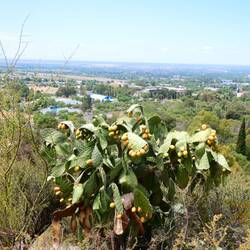 Der Cerro Gloria bietet einen Ausblick auf die ganze Region um Mendoza