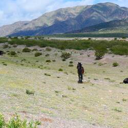 Wilde Pferde waren keine Seltenheit