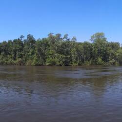 Mangroves at Puerto Pedegral