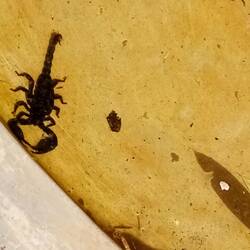 Da möchte sich wohl noch jemand im Pool erfrischen 😬