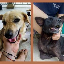 Happy Dogs are happy :)