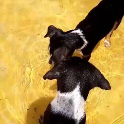 Erstes Mal Plantschen 🐶💧