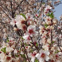 Die Mandelbäume stehen in voller Blüte und duften herrlich