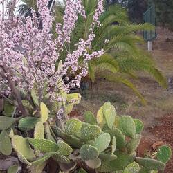 Und auch hier blühen wieder die duftenden Mandelbäumchen