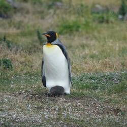Königspinguin mit Küken