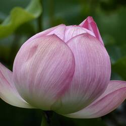 Lotus flower