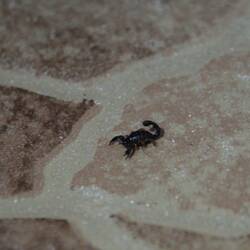 Mini-Skorpion zu Besuch im Haus