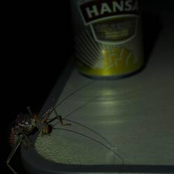 Crickets like beer, red kites like crickets