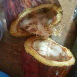 Da kommt die Schoki her