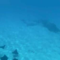 Leopard-/Adlerrochen