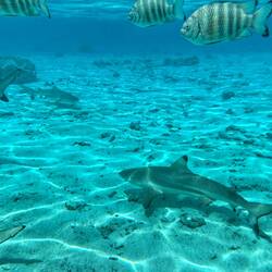 wer findet den Rochen?