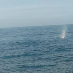 Sperm whale
