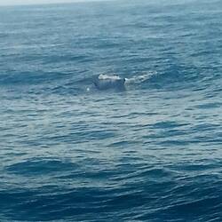 Sperm whale