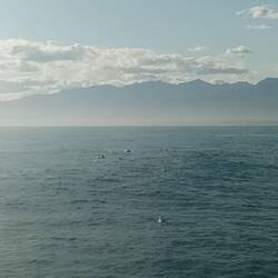 Dolphins