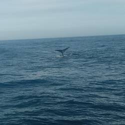 Sperm whale