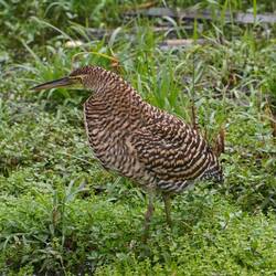 Naktkehlreiher Jungtier