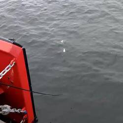 Erst nur einer an der Angel, jetzt auf Anhieb sechs Heringe 👍