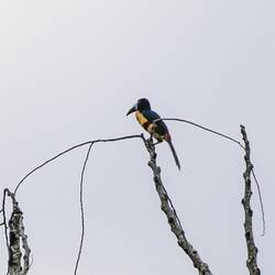 Halsbandarassari (Tukan)