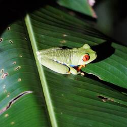 Der Nationalfrosch Costa Ricas: Rotaugenlaubfrosch