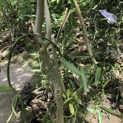 Vanilla beans growing on the vine