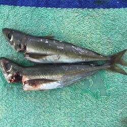 Mackerel I think