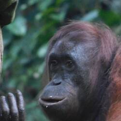 Momma Orangutan
