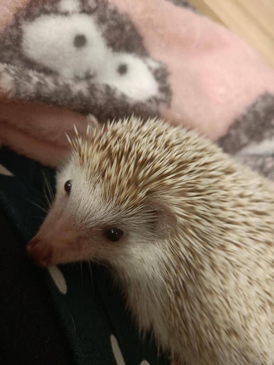 Ricopin the hedgehog