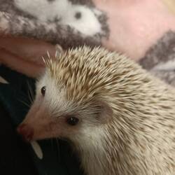 Ricopin the hedgehog