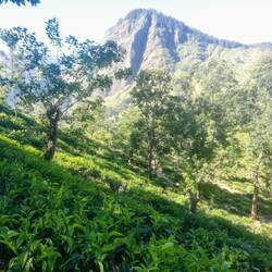 Teeplantagen wohin das Auge reicht