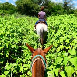 Der Ausritt ging durch weite Tabak-Plantagen