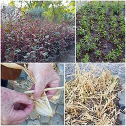 Amaranth, Chia , Teocintle/ Urmais: stammen aus Oaxaca, Urmais aus Anbau 6Tsd..v.Ch.nachgewiesen