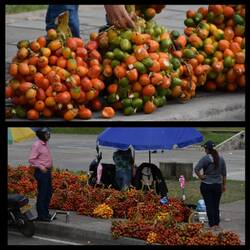 Chontaduro, Palmfrüchte